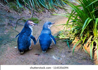 Couple of two little penguins, known as blue little penguin, korora or fairy penguin, walking together on the ground. Cute small penguins native to Australia, New Zealand and Phillip Island