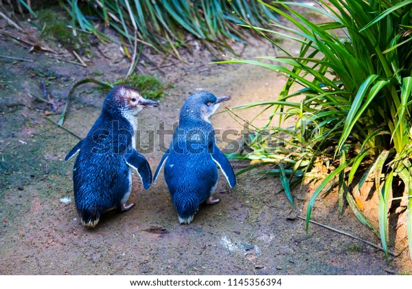 2匹の小さなペンギンが2匹 地面を歩き回り 青い小さなペンギン コロラ または妖精のペンギンと呼ばれています オーストラリア ニュージーランド フィリップ島原産のかわいい小さなペンギン の写真素材 今すぐ編集