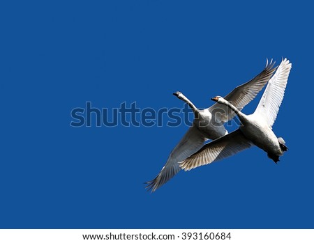 Couple of two swans fly in blue sky