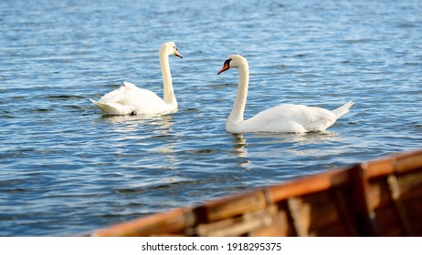 A Couple Of Two White Swans In A Clear Blue Water Close-up. A View From The Wooden Boat. Symbol Of Love And Peace. Jura Island, Inner Hebrides, Scotland, UK. Nature, Bird Watching, Birds, Ornithology