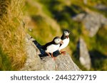 A couple of two wild birds black and white Atlantic puffins  (Fratercula arctica) that look like a tiny penguins are sitting on a cliff near a seaside in Runde, Norway (Scandinavia) during sunset. 