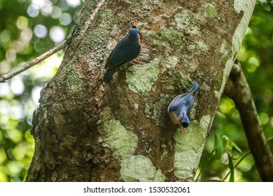 Couple Of Velvet Fronted Nuthatch (Sitta Frontalis) Birds From Srilanka 