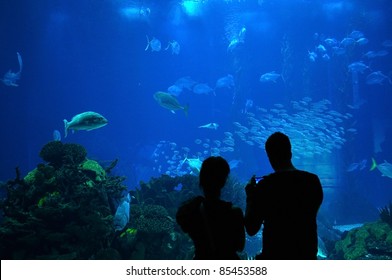 Couple visiting a big aquarium - Powered by Shutterstock