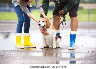 Couple Walk Dog In Rain. Details Of Wellies Splashing In Puddles.