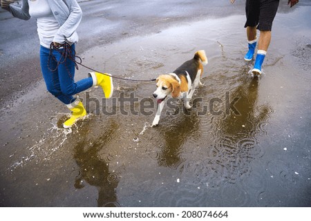 Similar – Image, Stock Photo Cute wet puppy dog with foam on head in shower