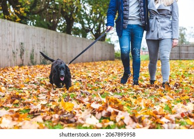 Couple Walking The Dog At Park With Autumn Leaves On The Ground, Focus On The Dog - Young Couple With A Black Dog On Leash Enjoying Neighbourhood Park - Lifestyle And Animals Concepts