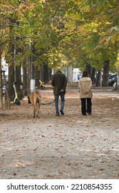 Couple Walking A Large Dog In Autumn Along A Tree-lined Avenue With Fallen Yellow Leaves 