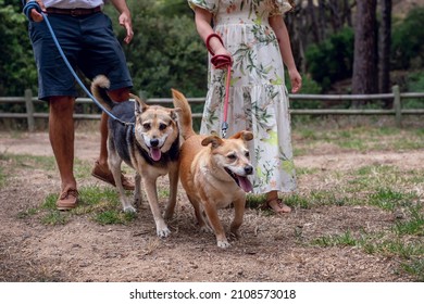 A Couple Walking There Two Dogs In A Forest On Leads. Old Mixed Breed Dogs. 