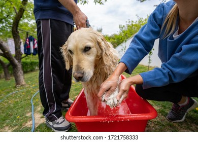 Couple washing their dog in the garden - Powered by Shutterstock