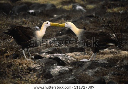 A couple of Waved albatross, Galapagos