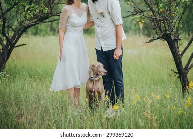 couple in wedding attire and hunting dog breed are in the field at sunset
