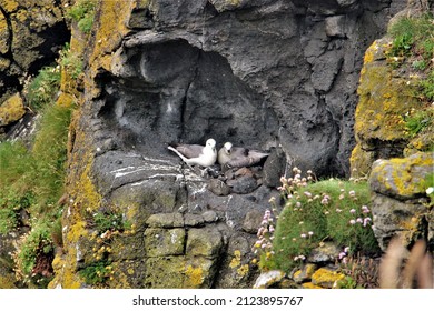 A Couple Of Western Gull In A Nest.