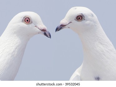 Couple White Doves Look Each Other Stock Photo 30309667 | Shutterstock