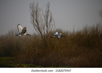 A Couple Of White Ibis Flying 