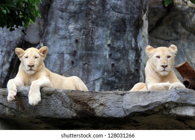 Couple Of White Lion Cubs