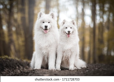 Couple white polar Samoyeds dog