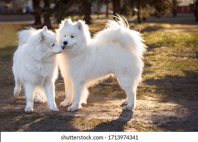 Couple white Samoyeds at sunset in the park. The best friends.