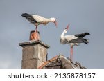 Couple of white stork (ciconia ciconia) in courtship display in late winter.