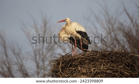 Couple of White stork (Ciconia ciconia) resting on their nest