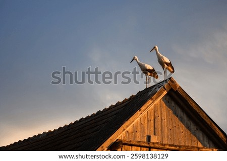 Couple of white storks resting on an old house roof with a soft, cloudy sunset in the background