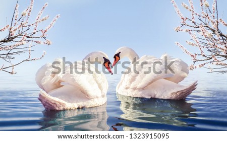 Couple of white swans in the lake. Sakura flowers on background.