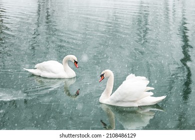 Couple Of White Swans Swim In The Winter Lake Water. Snow Falling. Animal Photography