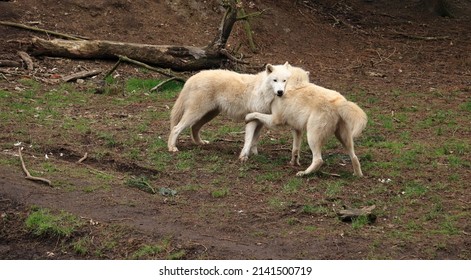 A Couple Of White Wolves Playing