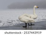 A couple of whooper swans standing on a muddy lakeshore with leafless trees in a snowy meadow in the background