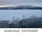 A couple of whooper swans walking on the muddy lakeshore of with snowy filed and mountains in the background