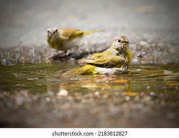 couple of wild canaries, taking a bath of water and sun.
