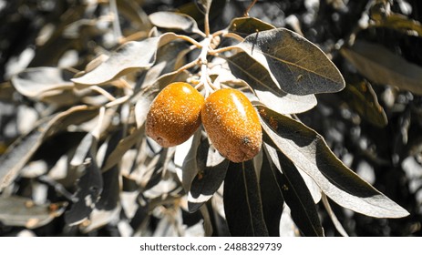 A Couple wild olive oleaster (silverberry) fruit tree, on a blurred leafy background. Its scientific name is Elaeagnus angustifolia, known as Russian olive, Found in Gilgit-Baltistan, Pakistan. - Powered by Shutterstock