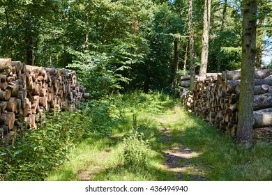A couple of woodpiles standign on each side of a path in the wwod on Bornholm