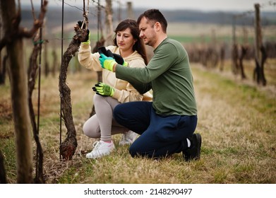 Couple Working On Vineyard In Early Spring.