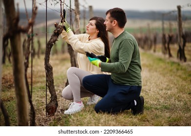 Couple Working On Vineyard In Early Spring.