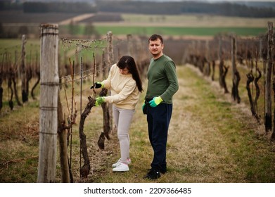 Couple Working On Vineyard In Early Spring.