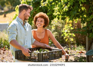 Couple Working In Vegetable Garden Or Allotment Carrying Tray Of Beets - Powered by Shutterstock