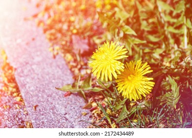 A Couple Of Yellow Dandelions Blooming By The Road In The Sun Glare.