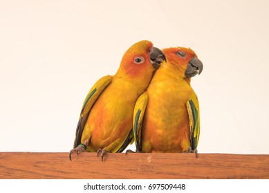 couple yellow Sun conure parrot love and take care of together , lovely parrot , Beautiful parrot. - Shutterstock ID 697509448