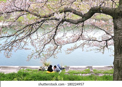 Couples love sit relaxing under the sakura trees