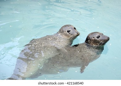 coupling seals