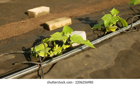 Courgette Farm Field Planting Vegetable Zucchini Detail Bio Seedling Garden Squash Cucurbita Pepo Crop Baby Plant Marrow Hotbed, Blossom Yellow Golden Flower, Bio Organic Crop Europe