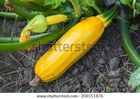 Courgette plant (Cucurbite pepo) with yellow fruits in the garden bed