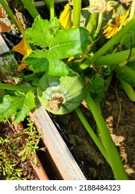 A Courgette Plant With A Large Courgette On It