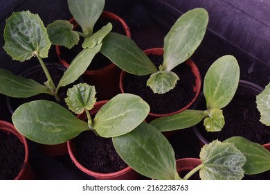 Courgette Plant Seedlings In Pots