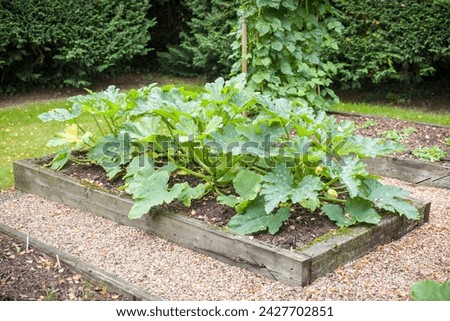 Courgette (zucchini) plants growing in a raised bed in a UK vegetable garden in summer 