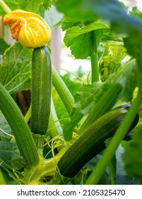 Courgettes, or zucchinis grown organically, flower and fruit prolifically, providing a constant supply of summer vegetables. A home garden in Canterbury, New Zealand - Shutterstock ID 2105325470
