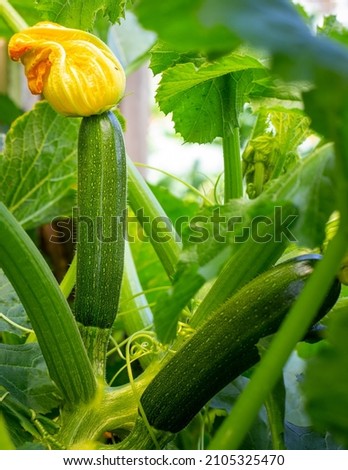 Courgettes, or zucchinis grown organically, flower and fruit prolifically, providing a constant supply of summer vegetables. A home garden in Canterbury, New Zealand