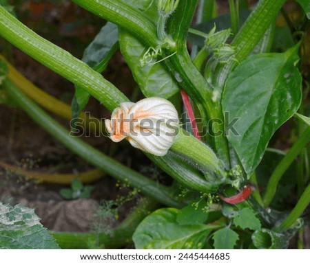 Courgettes, or zucchinis grown organically, flower and fruit prolifically, providing a constant supply of summer vegetables. A home garden