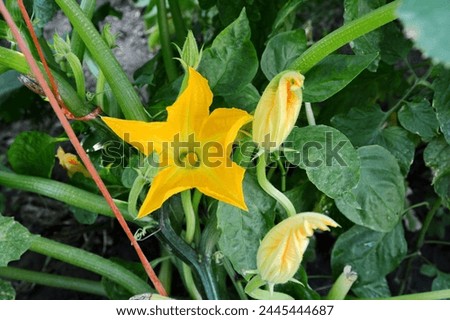 Courgettes, or zucchinis grown organically, flower and fruit prolifically, providing a constant supply of summer vegetables. A home garden