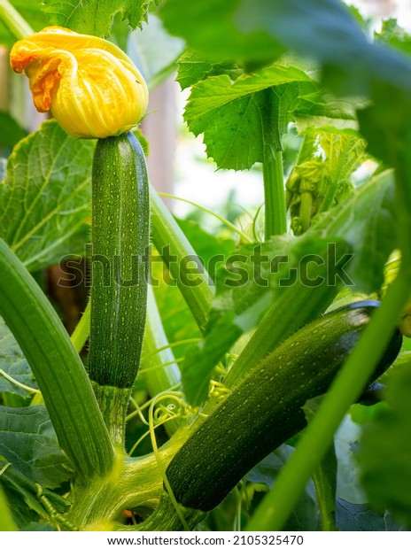 Courgettes, or zucchinis grown\
organically, flower and fruit prolifically, providing a constant\
supply of summer vegetables. A home garden in Canterbury, New\
Zealand